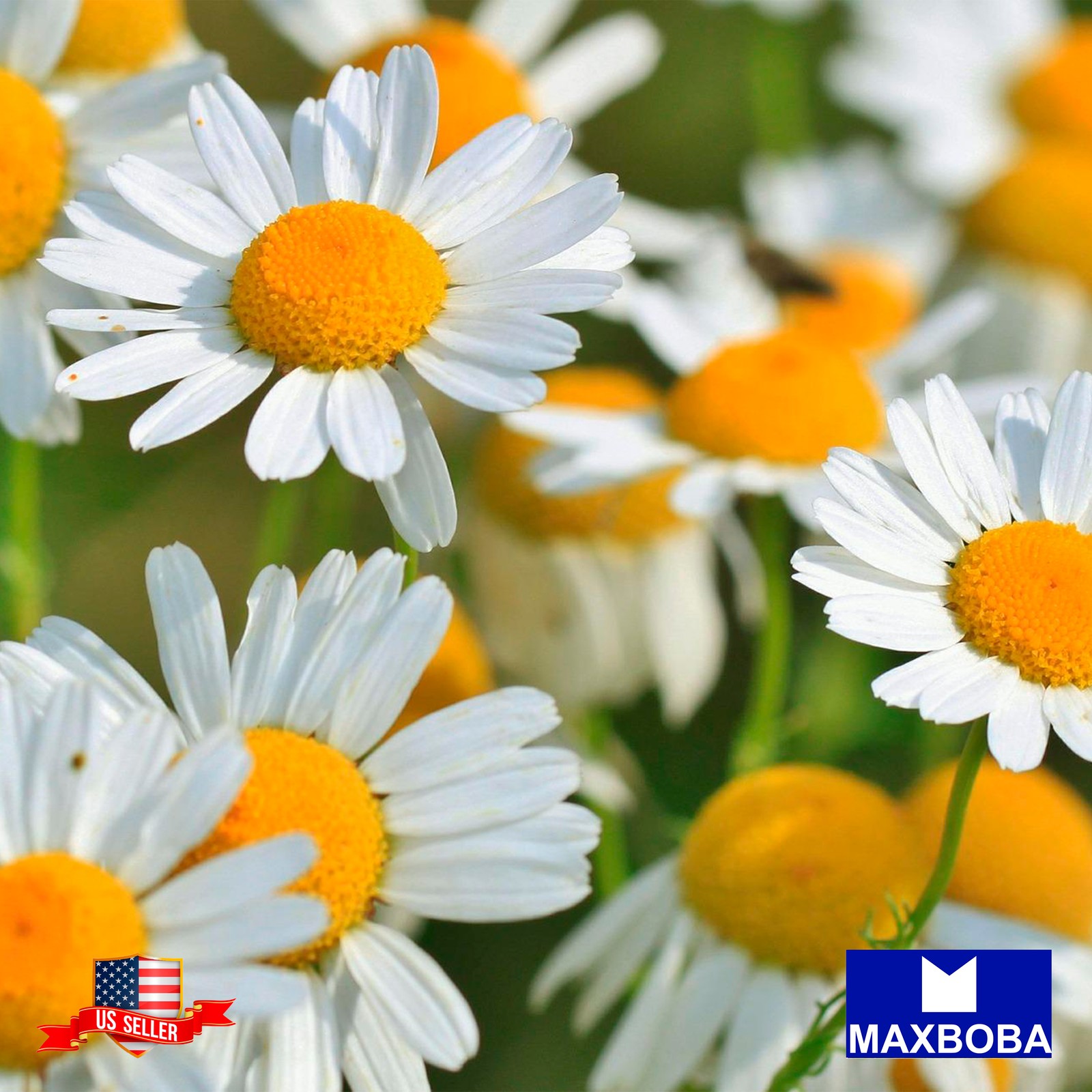 Premium Chamomile 50000 Herb Seeds German Matricaria chamomilla Non-GMO Heirloom