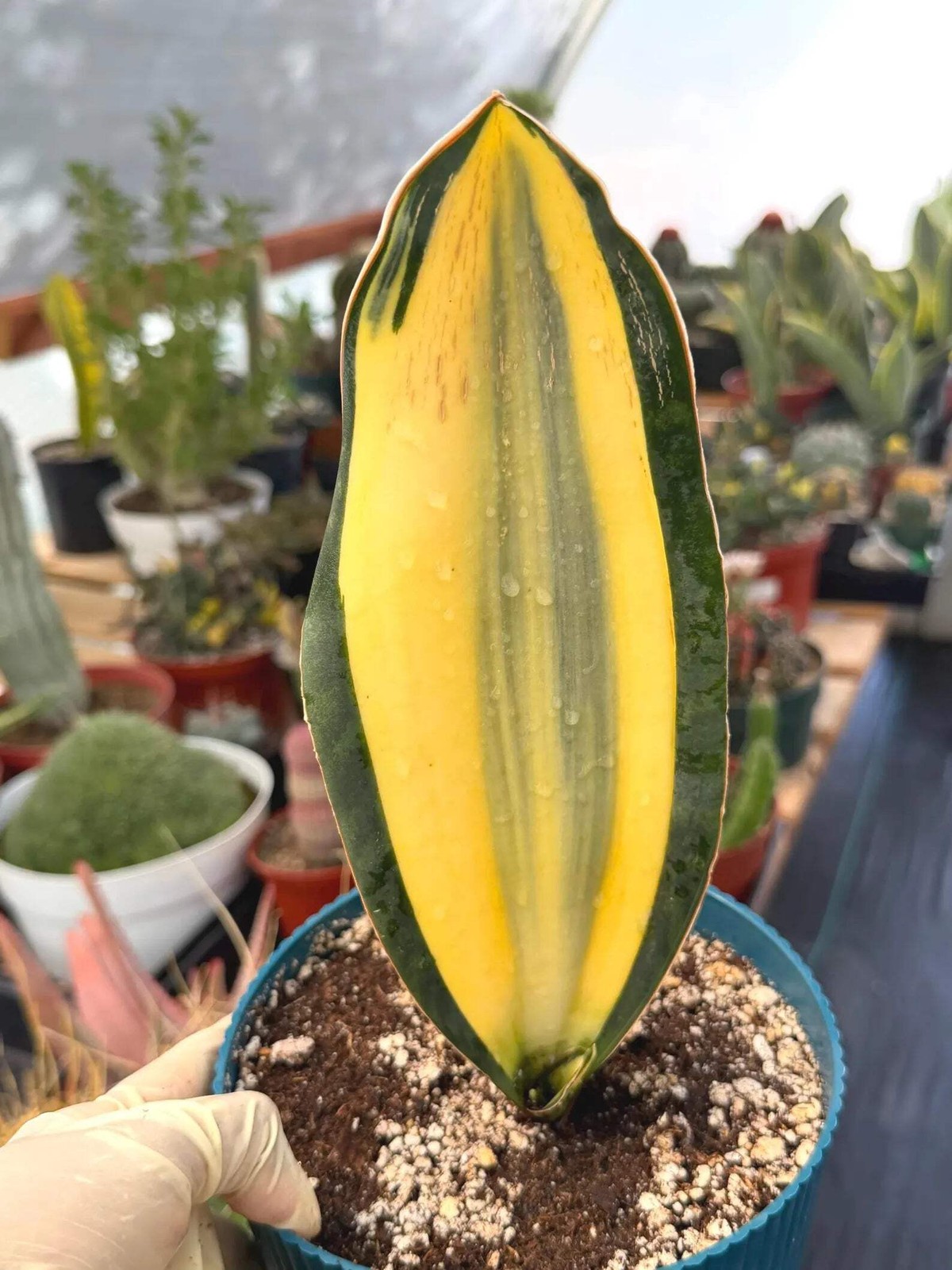 Variegated Sansevieria Whale Fin | Rare Snake Plant | Easy Care Live Houseplant