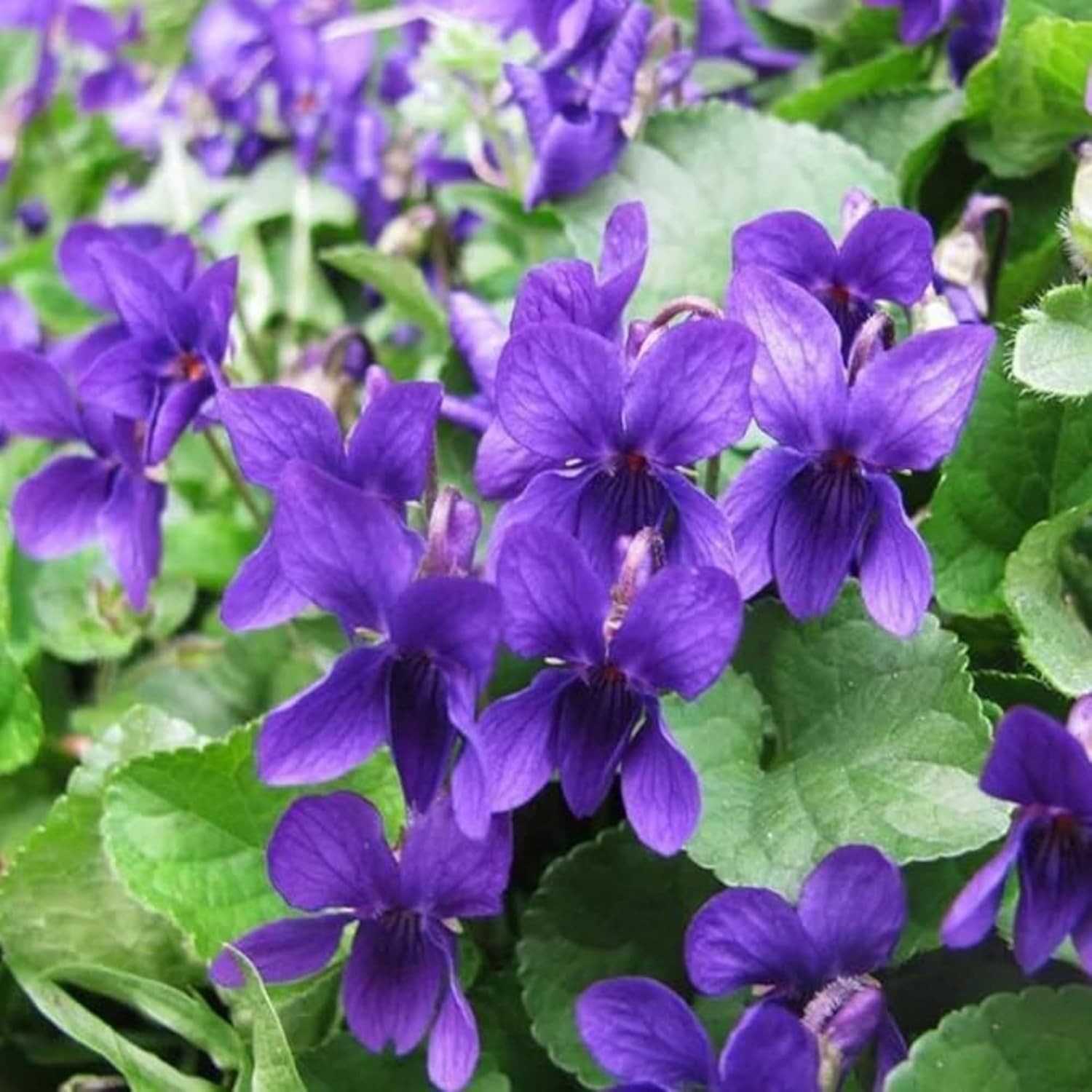 9000+ Viola Seeds for Planting Sweet Violet Flower Seeds Non-GMO Heirloom Flo…