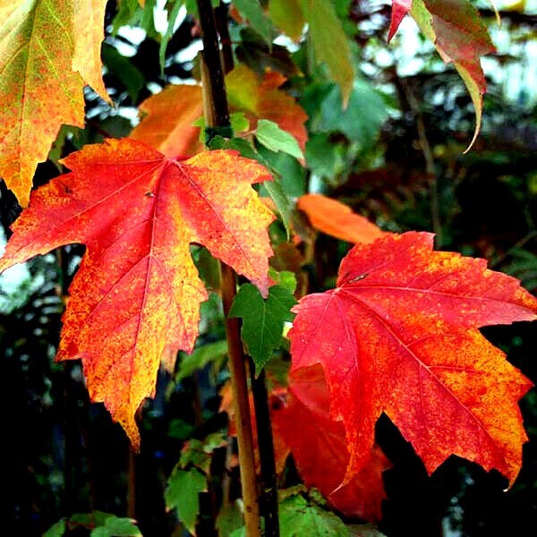 *RED SUNSET* Japanese Maple (Acer rubrum) Tree Seeds, Landscaping or Bonsai