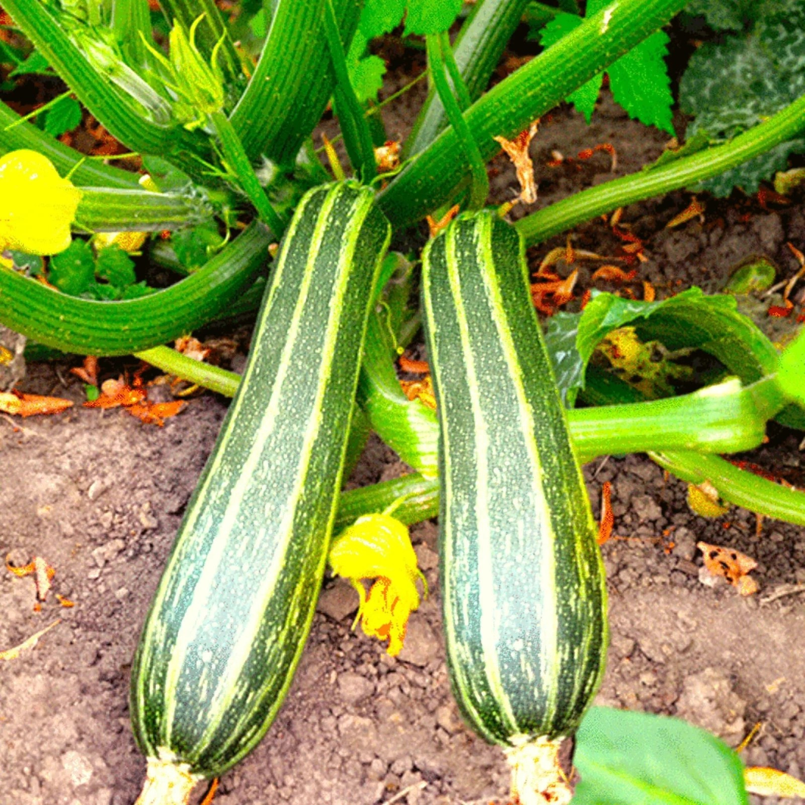 50+ Cocozelle Zucchini Seeds — Summer Squash — Italian Squash — RARE