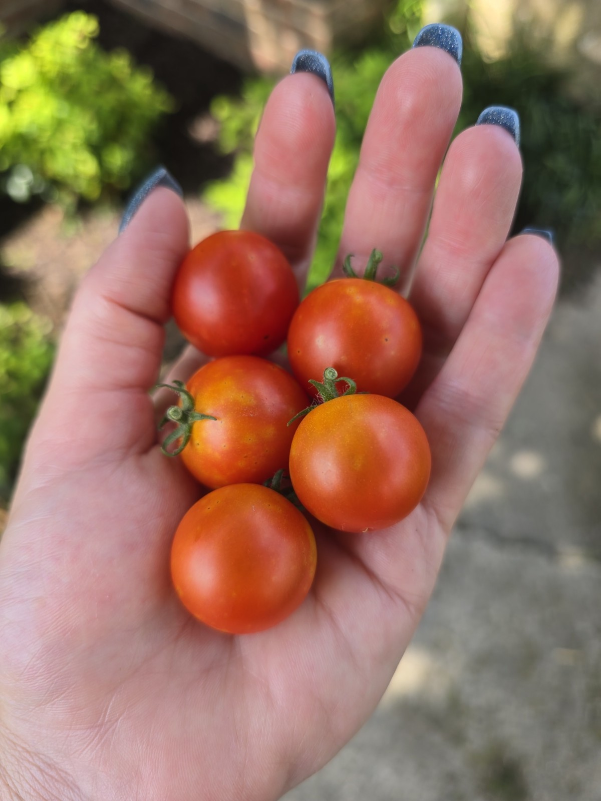 Baby Boomer Micro Dwarf Tomato Seeds Organic RARE *FREE SHIPPING*
