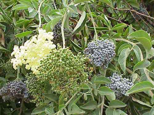ELDERBERRY TREE SEEDS * MEDICINAL * SUPPORTS BUTTERFLY & BIRD SPECIES * 7 COUNT