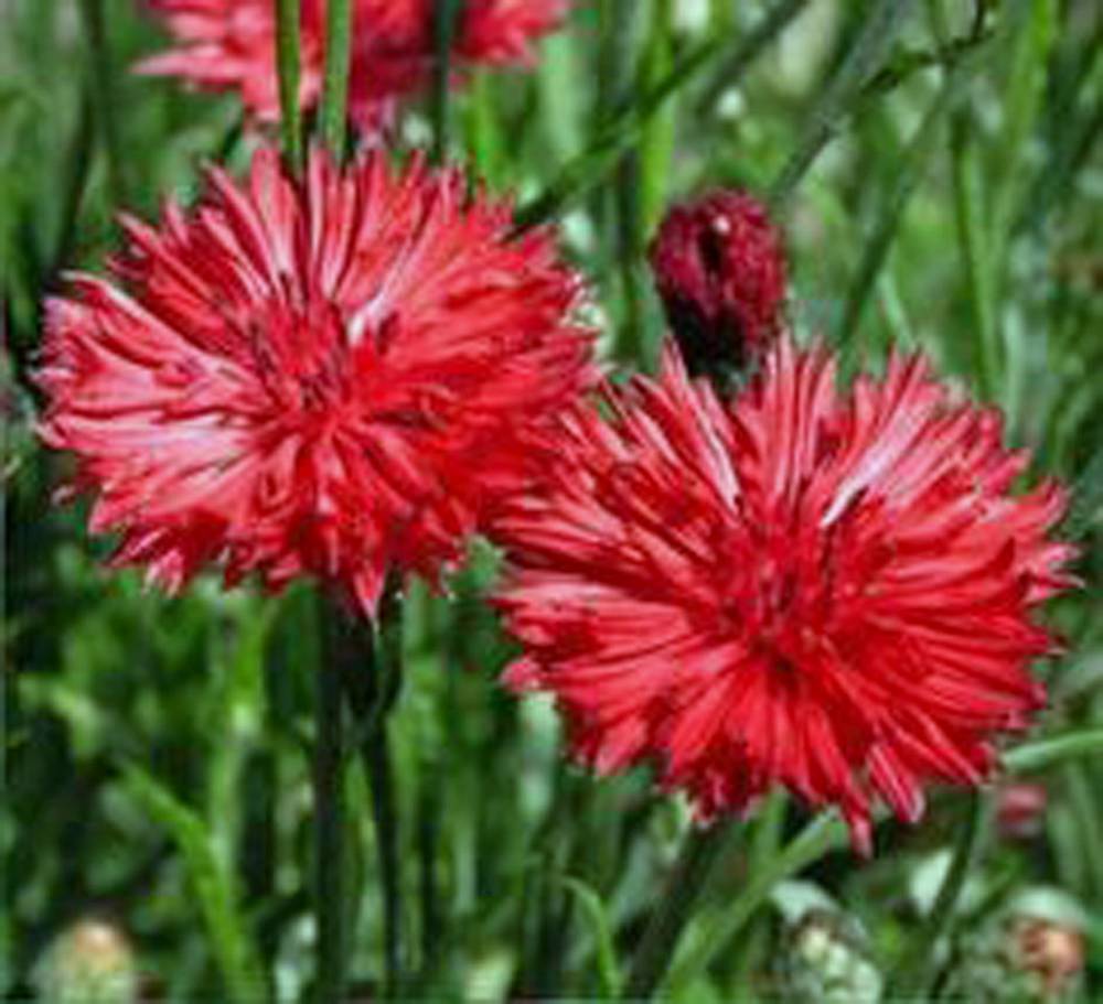 Bachelor Button, Tall Red Seed, 500 seeds, Beautiful Bright Blooms,