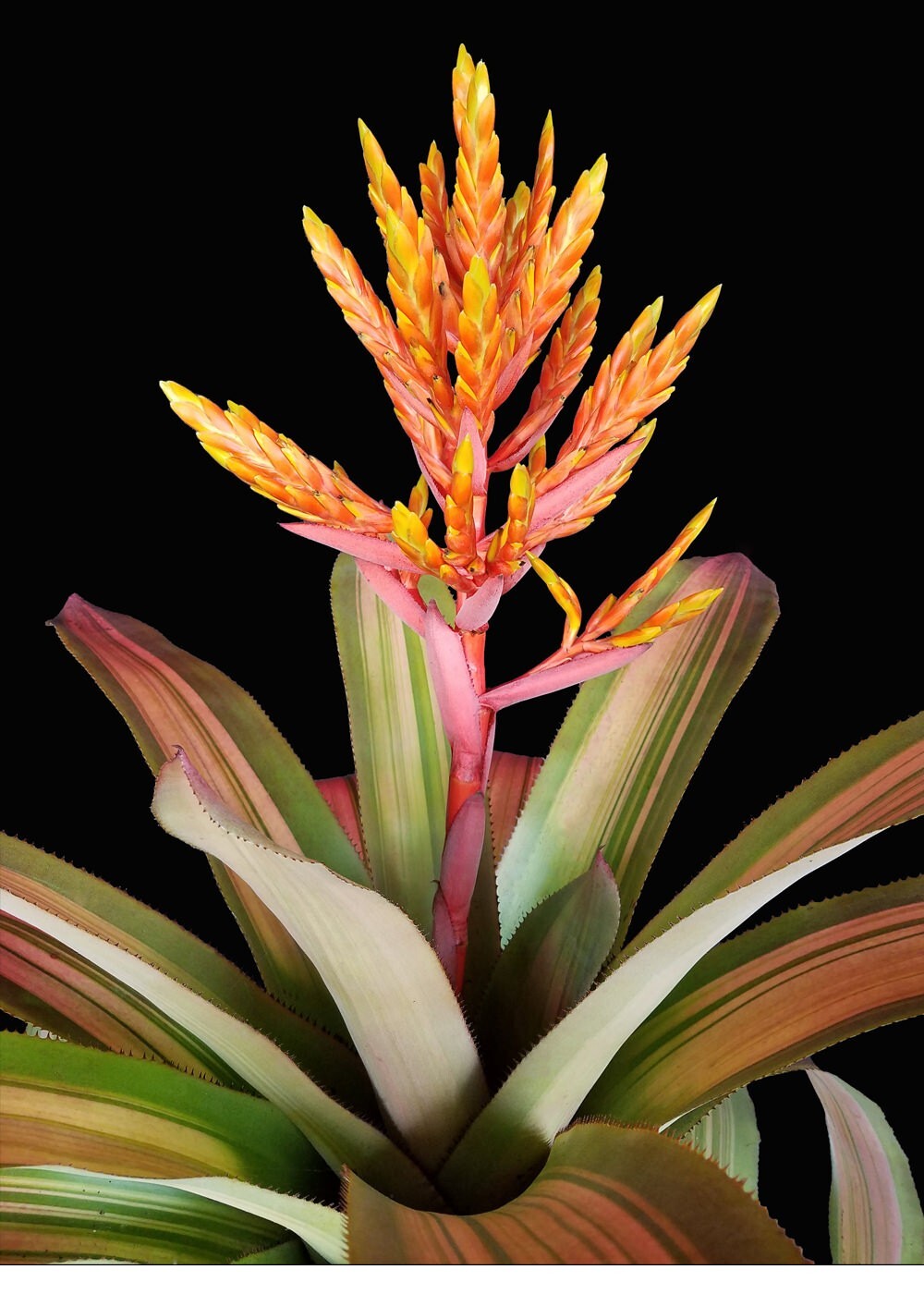Aechmea Patricia’s Secret Pot 9″ – Live plant