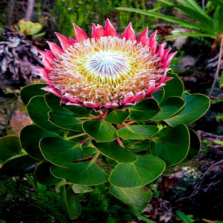 10 KING PROTEA CYNAROIDES SEEDS *GIANT 12″ FLOWERS* Rare Exotic Garden Plant