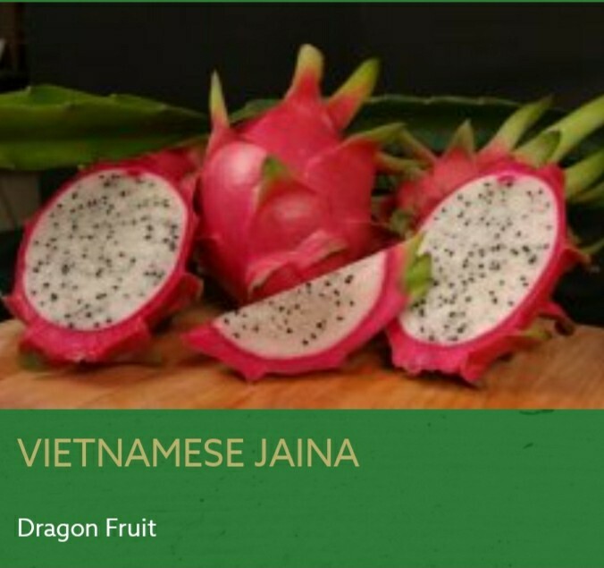 20+ seeds Dragon fruit pitaya seeds 4 kinds 5 of each color all mixed together