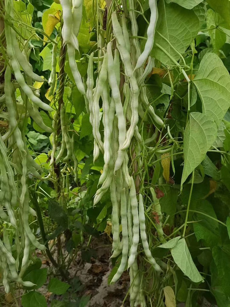 Bean -Tender White