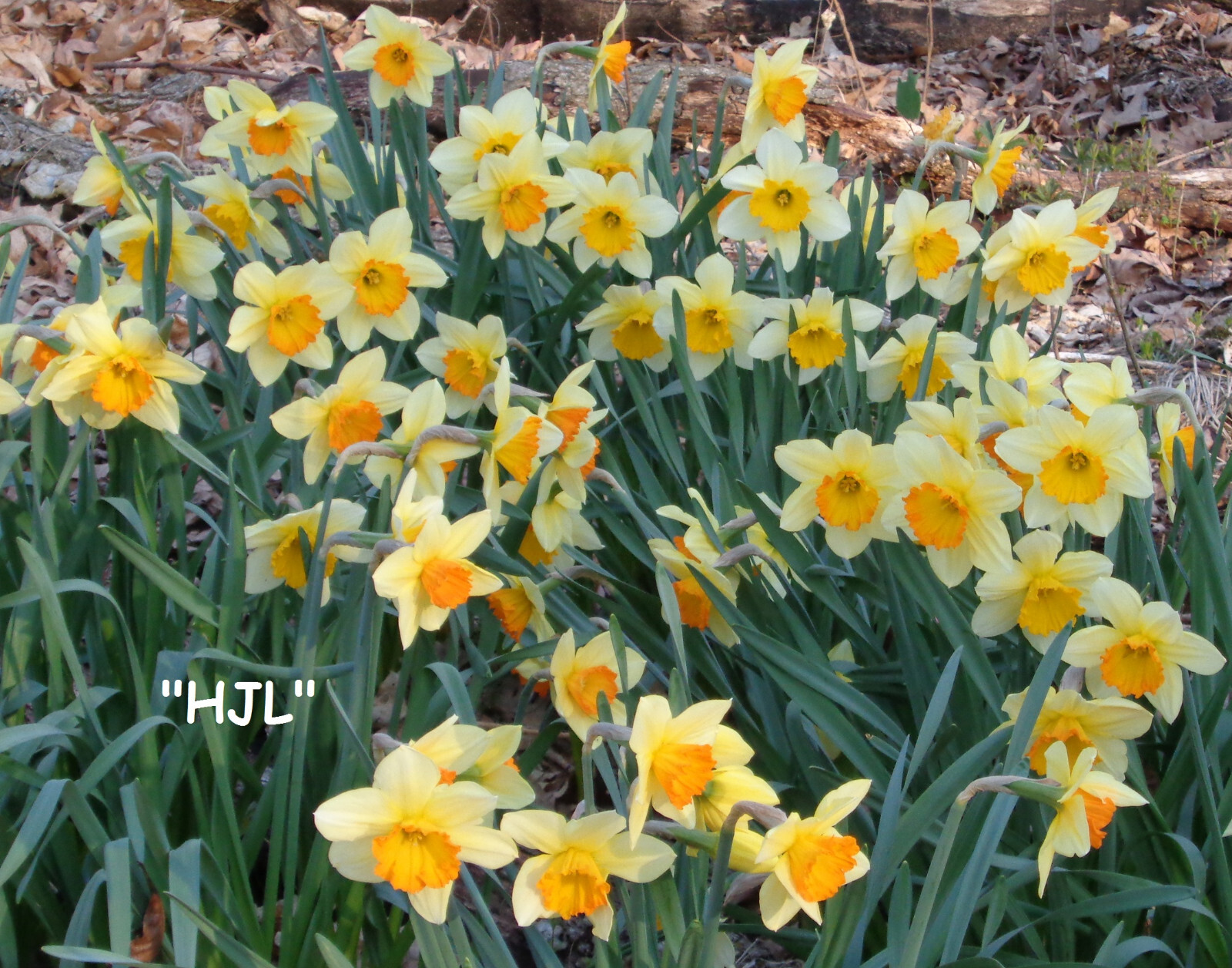 240 DAFFODIL BULBS 6 kinds incl Pink *PlsREAD* Narcissus Jonquils FromMyGarden