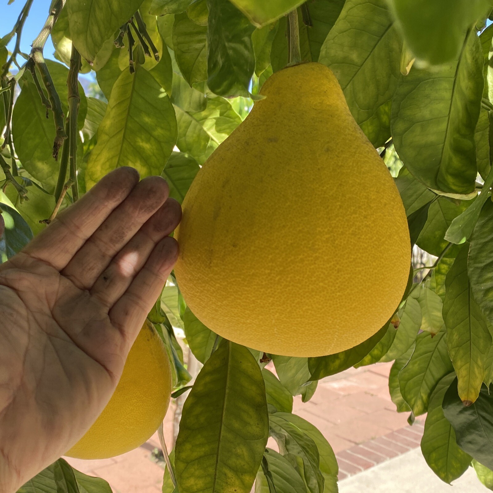 15 Seeds, Dry Giant Pummelo, Citrus, Pomelo Bưởi Năm Roi USA Seller
