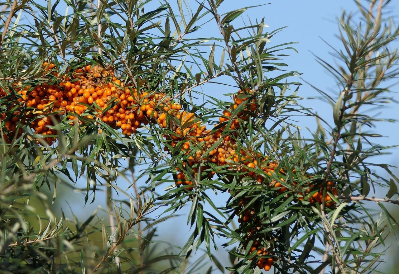 150+ Sea Buckthorn Seeds for Planting – Hippophae Rhamnoides Hardy Berry Shrub S