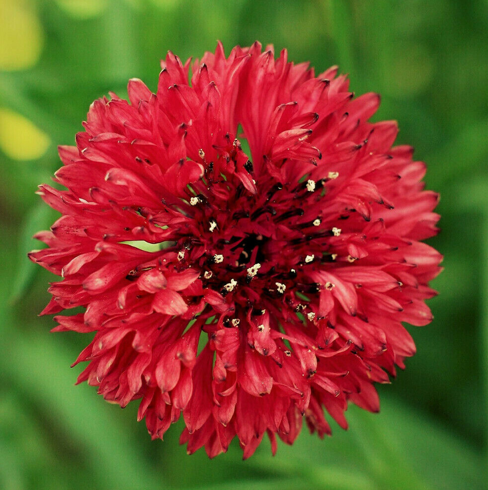 Red Tall Bachelor Button Seeds | Edible Plant Cornflower Wild Flower Seed 2024