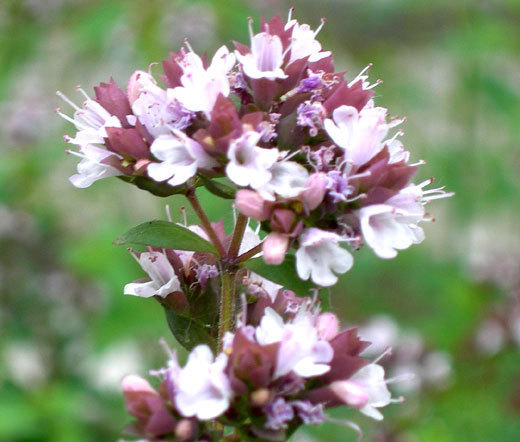 OREGANO ITALIAN Origanum Vulgare – 100 Bulk Seeds