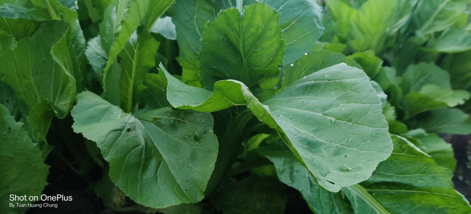 600+ Mustard Green Seeds / Cải Bẹ Xanh for 2024 season