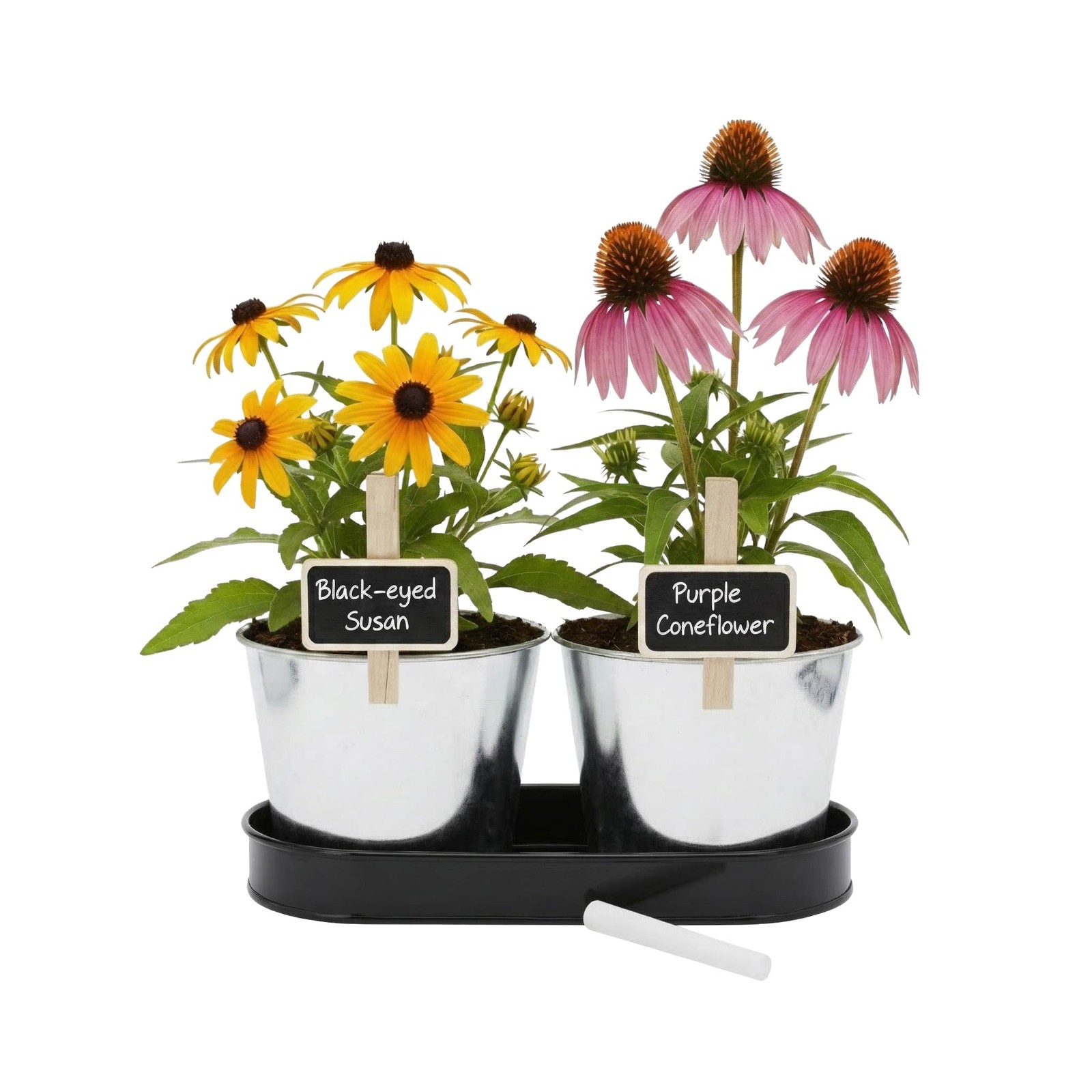 Seeds Pollinator Garden Grow Kit with 2 Galvanized Metal Pots, Black-Eyed Sus…