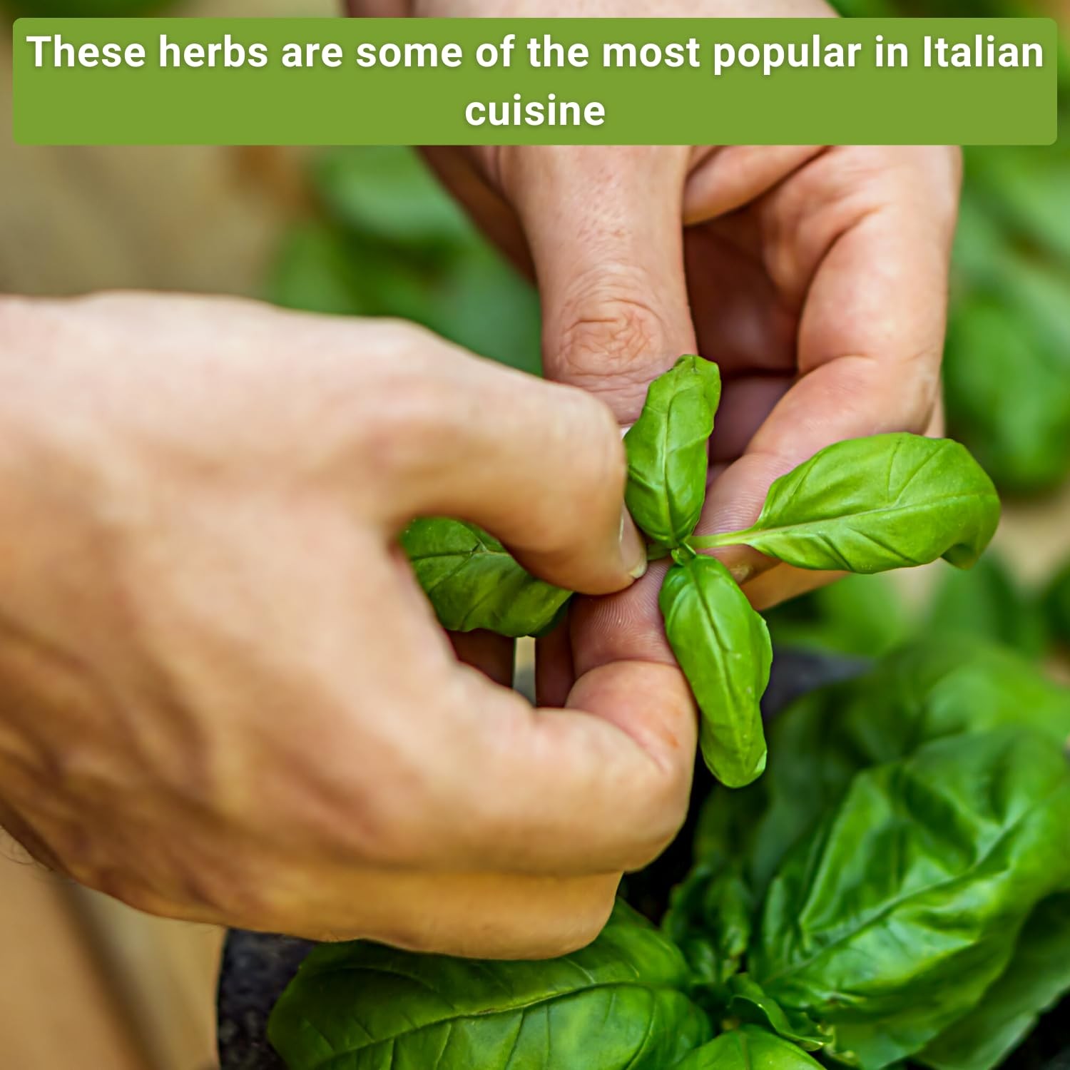 Italian Herb Garden Seed Collection – Basil, Oregano, Parsley, Sage, Thyme