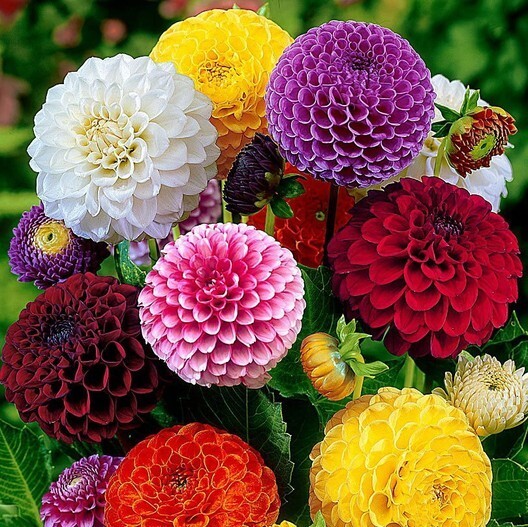 120 Dahlia Pompon Mix seeds
