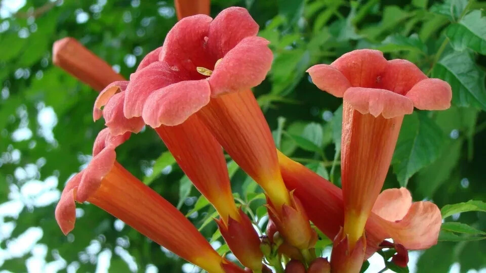 Red Trumpet Creeper, Hummingbird Vine, Campsis radicans, – 50 Seeds 2024 – USA