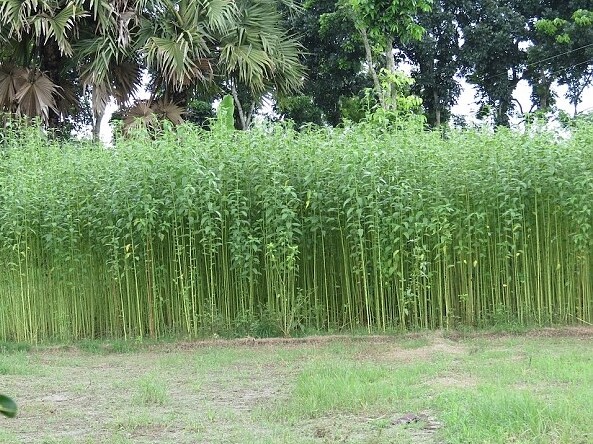 Corchorus Capsularis 20 Seeds, White Jute Herb Plants Annual Perennial Vegetable