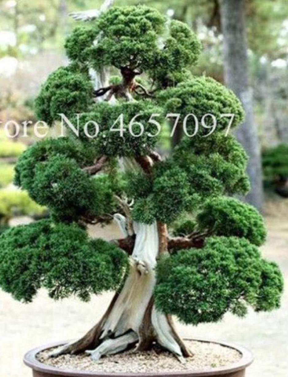 20 SEEDS BONSAI PINE TREE rare Japanese exotic dwarf mini garden FOR germination