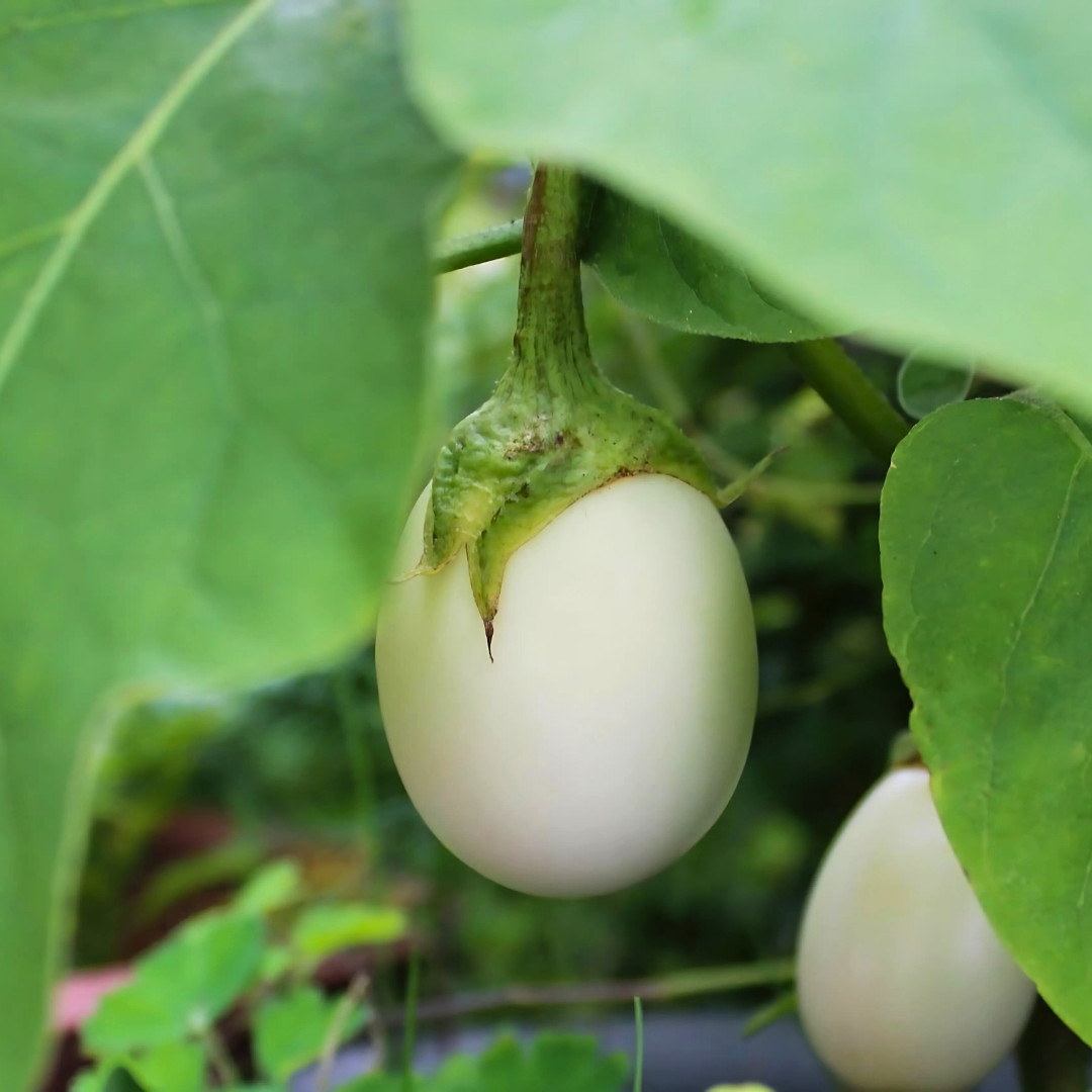 Fresh Japanese White Egg Eggplant Seeds | Heirloom Non-GMO | Asian Vegetables