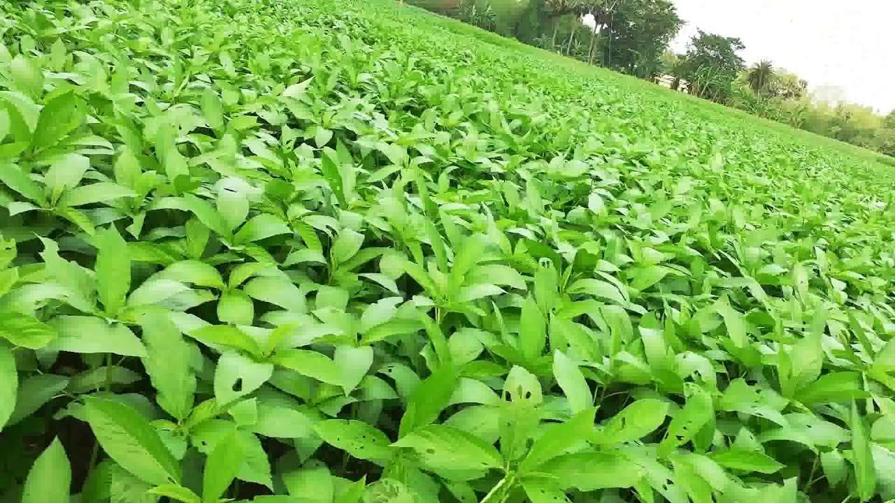 Paat Shak Bangladeshi Jute Seeds ( 10 Grams ), Egyptian Spinach Edible Jute Leaf
