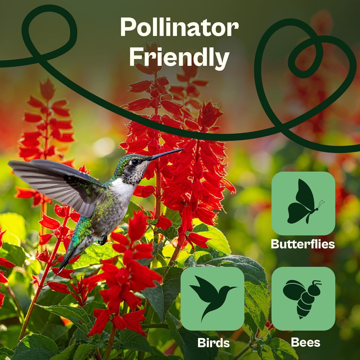 1000 Red Sage Seeds for Planting Outdoors (Salvia Coccinea) – Scarlet Sage, Deer