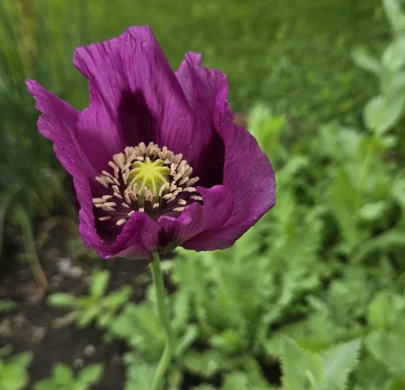 Variety Poppy Seed Mix Papever Somniferum Seeds 1000 Seeds Easy Germinate