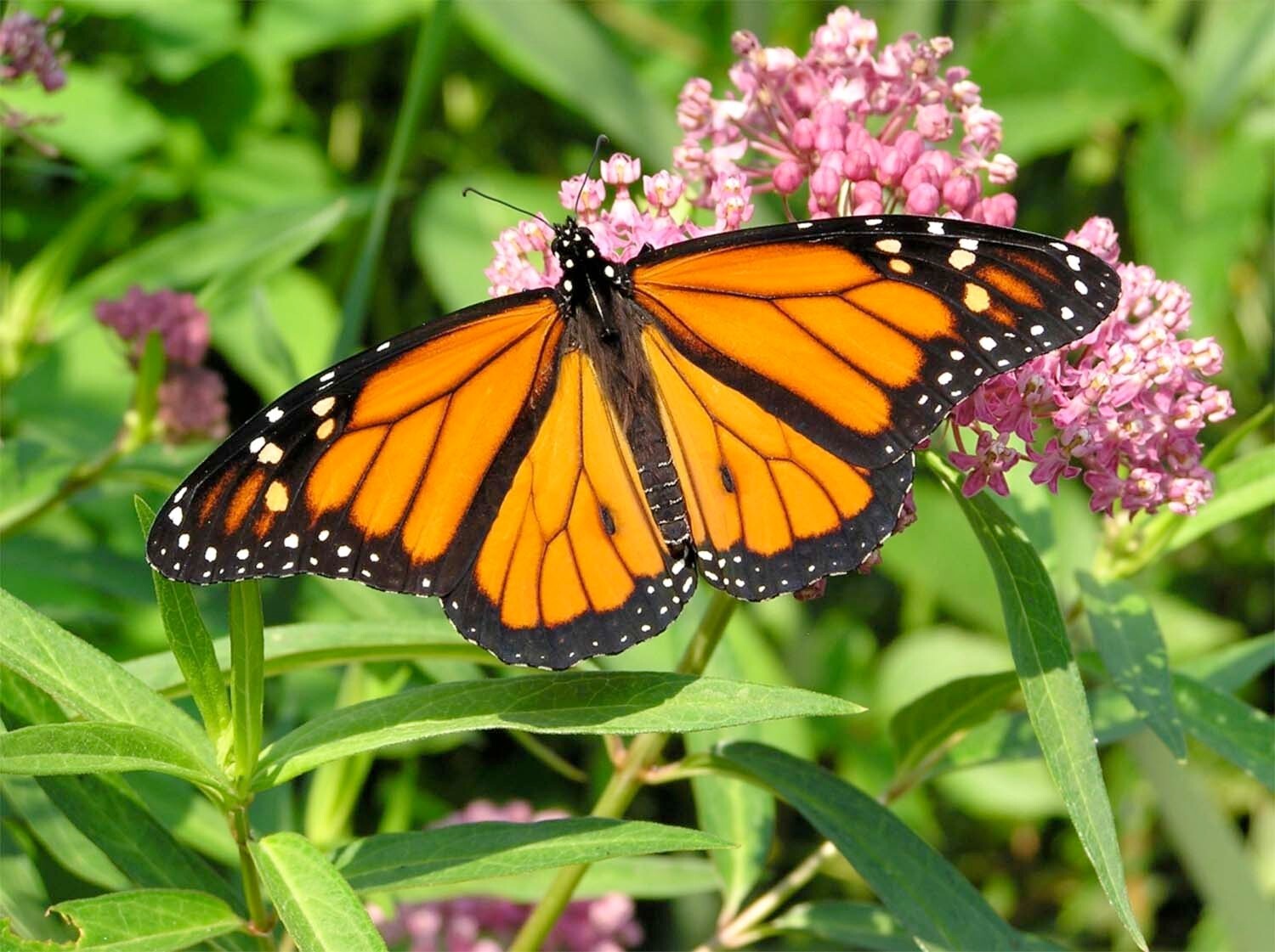Help Save the Monarchs! 100+ Milkweed Seeds. Free Shipping