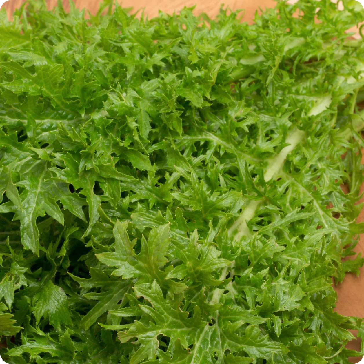 1500 Wasabi Mustard Seeds, Japanese Heirloom Wasabini – Fresh Premium Non-GMO