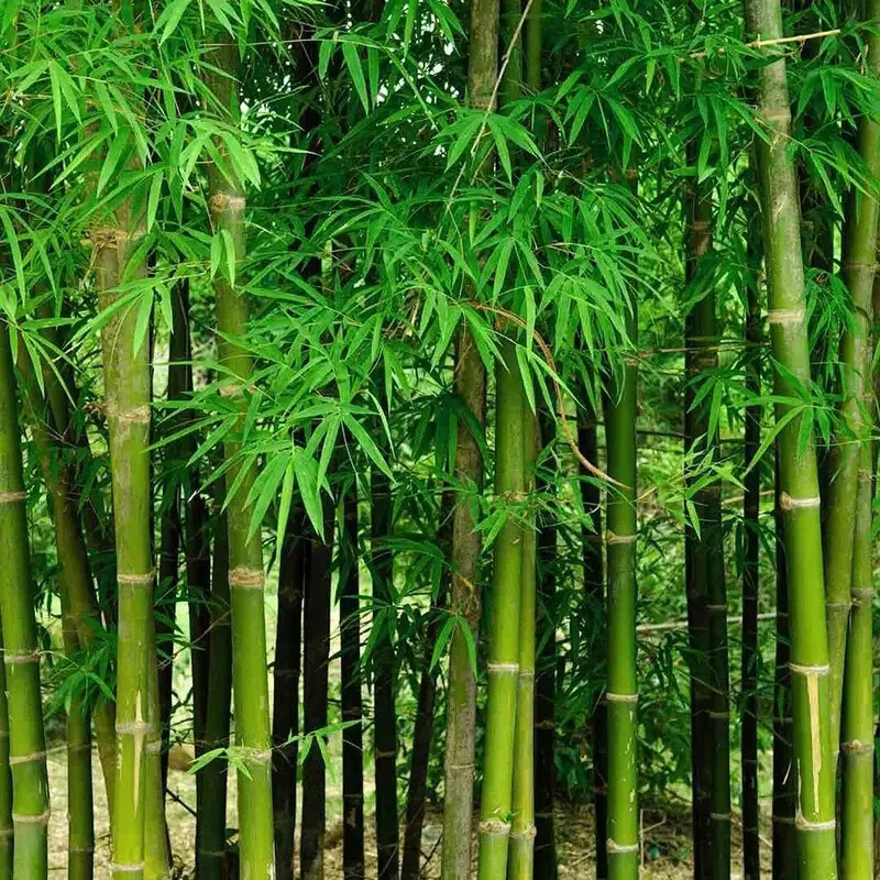 5 pcs Rare & Exotic Giant Bamboo Seeds – Easy to Grow, Garden Outdoor Planting