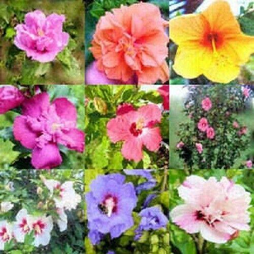 Mixed Colors Rose of Sharon Hibiscus Syriacus Flower Tree Bush Mix Jocad (50 See