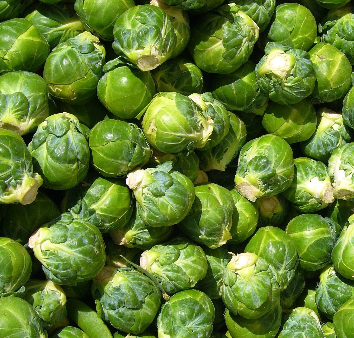 200+ Long Island Improved Brussels Sprouts Seeds, NON-GMO, ORGANIC, HEIRLOOM #8