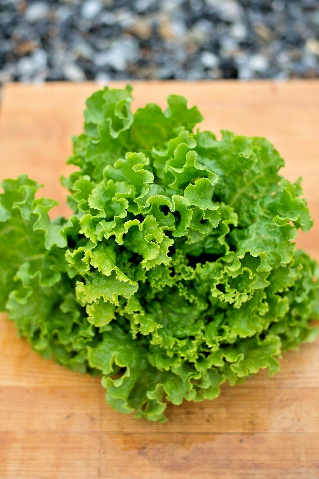 601+GREEN ICE Lettuce Seeds Organic Vegetable Spring Fall Garden Container Easy