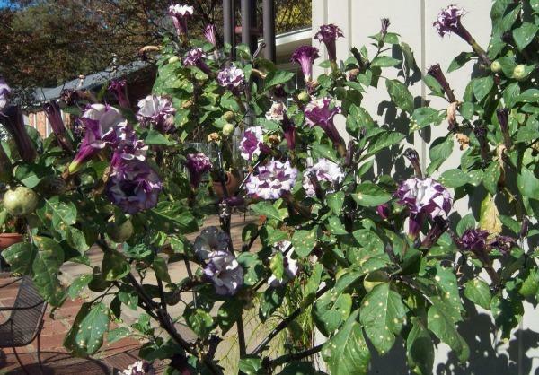 Datura metel | Double Purple | Horn of Plenty | 10 Seeds