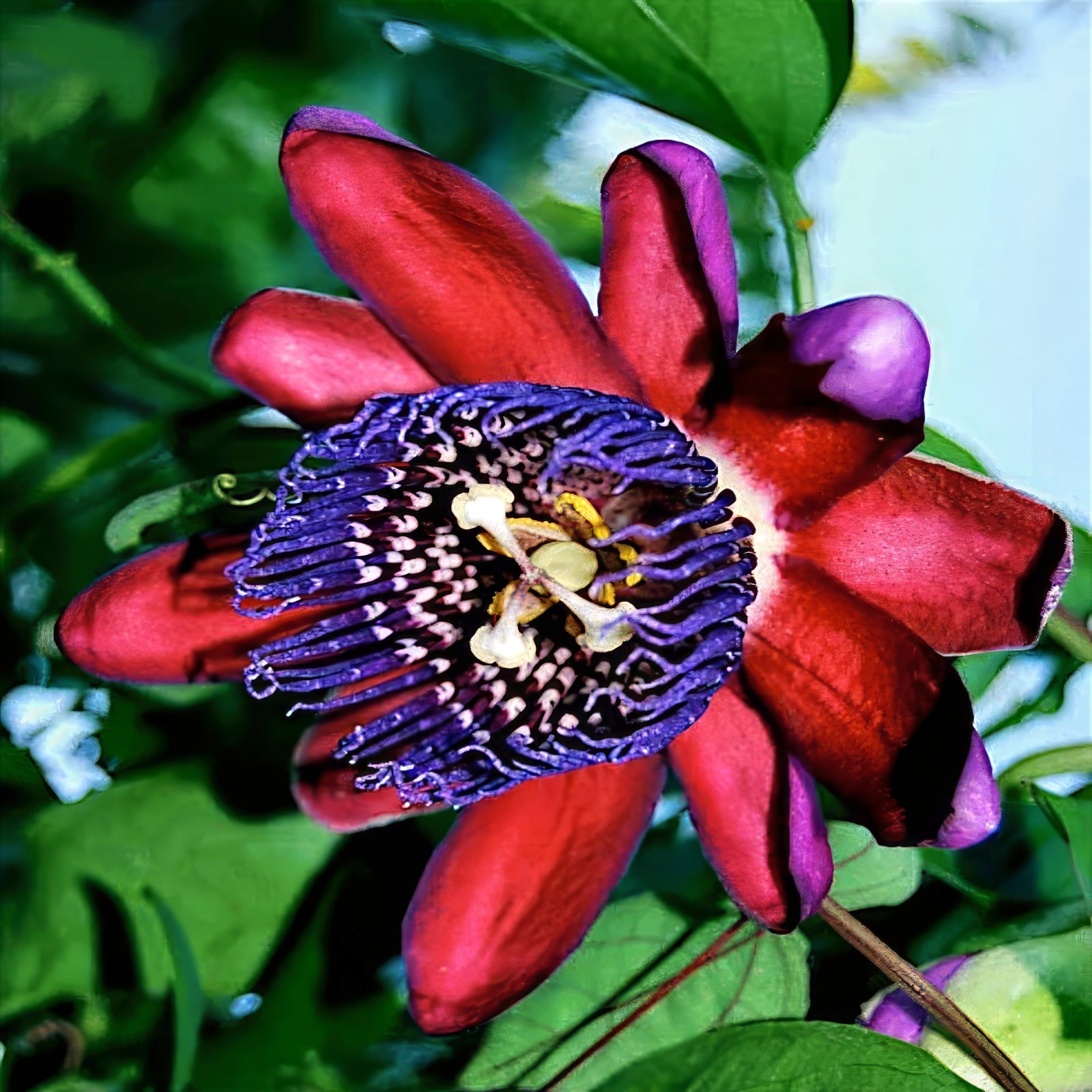 5 GIANT GRANADILLA SEEDS (Passiflora quadrangularis) Passionfruit Flower Plant