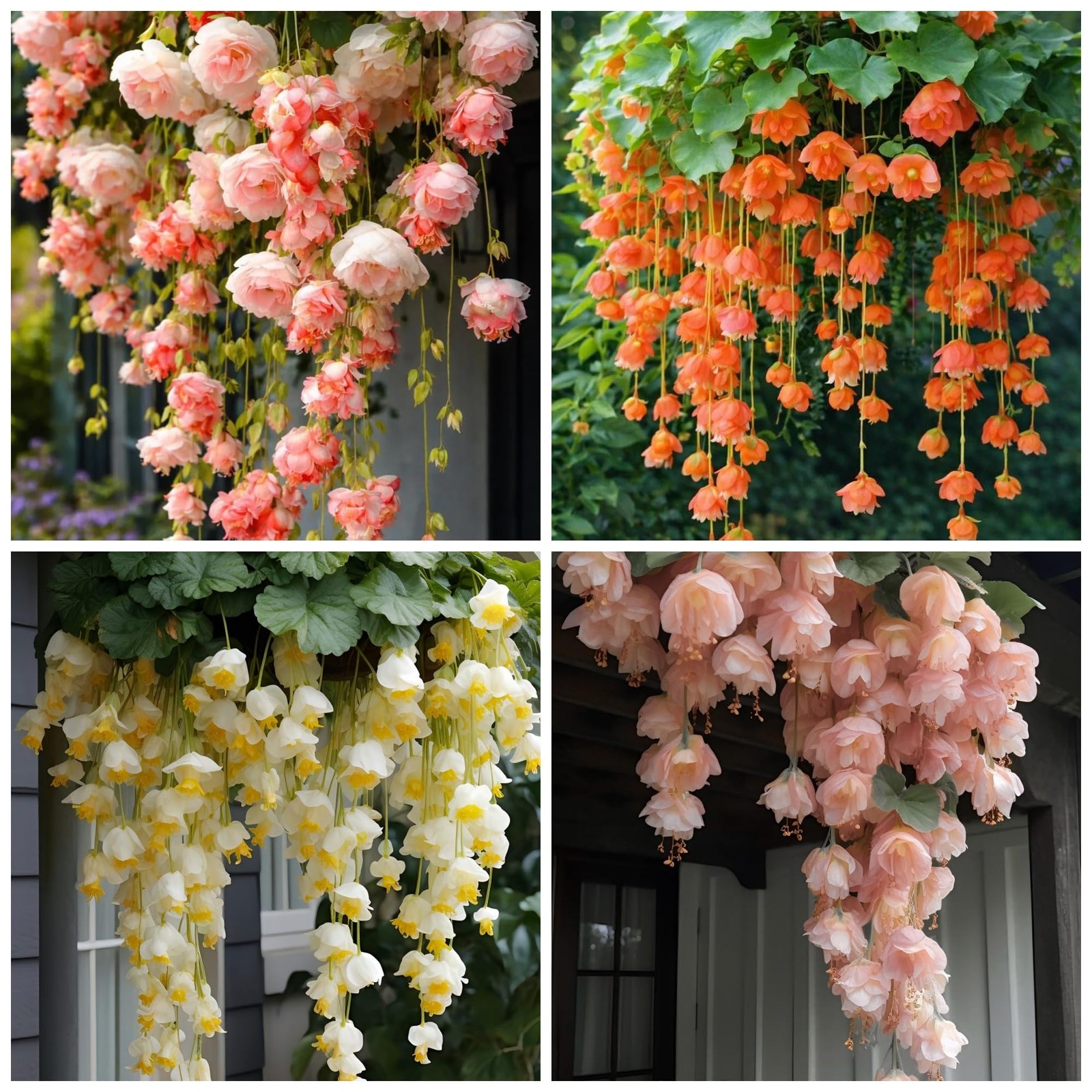 150+ Weeping Begonia Seeds | Cascading Hanging Flowers | Ornamental Garden & …