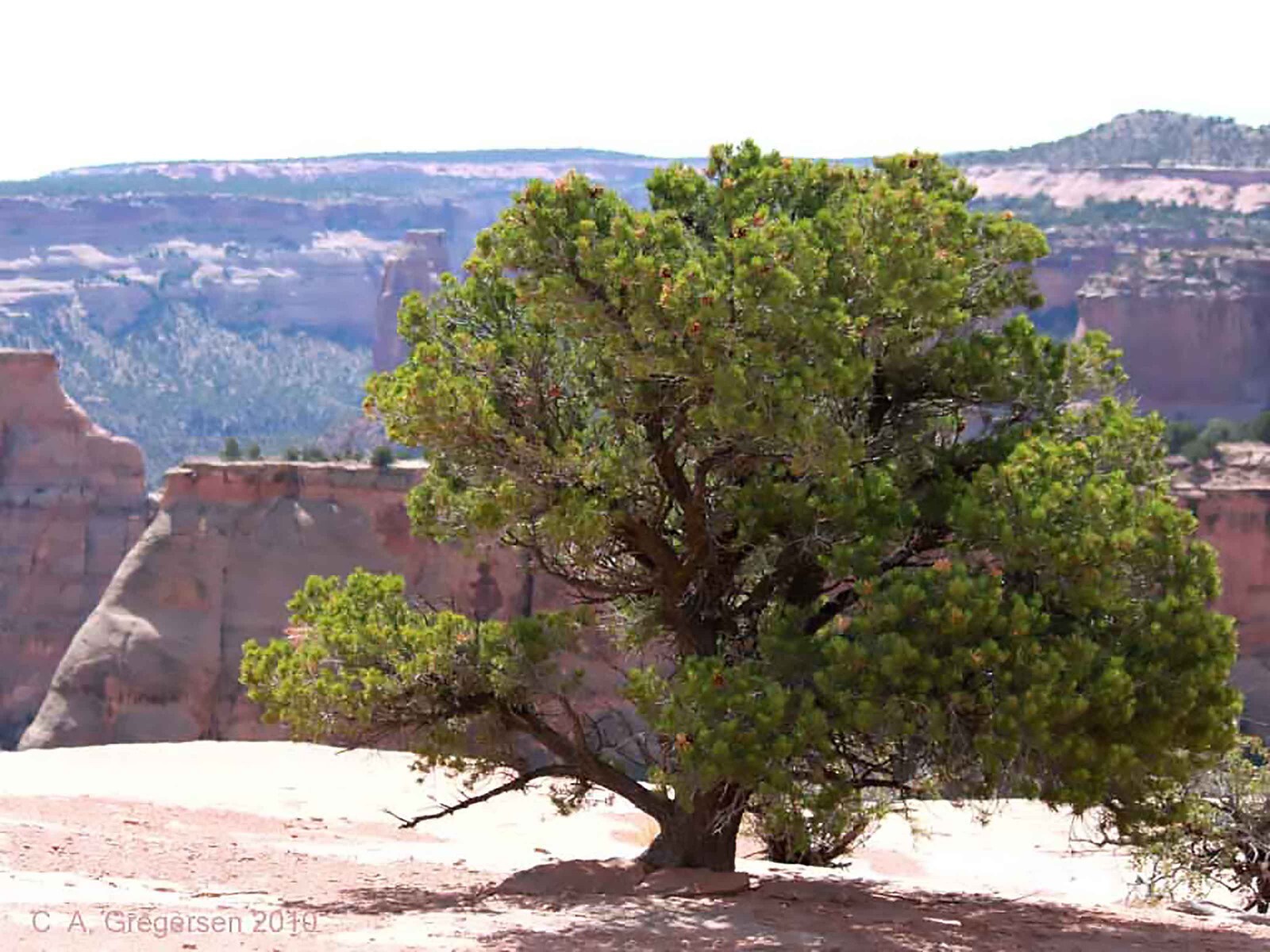 Colorado Pinyon Pine, Pinus cembroides Edulis, Tree Seeds
