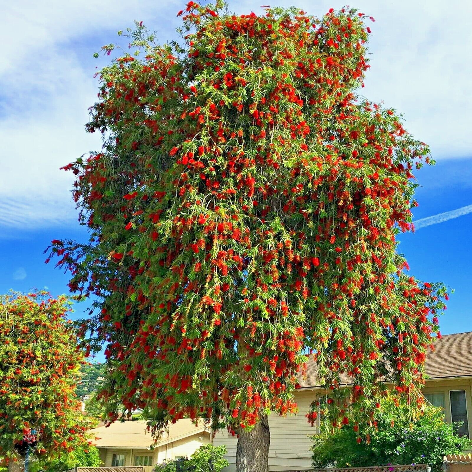 100 WEEPING BOTTLEBRUSH Flower Tree Seeds Garden Plant (Callistemon viminalis)