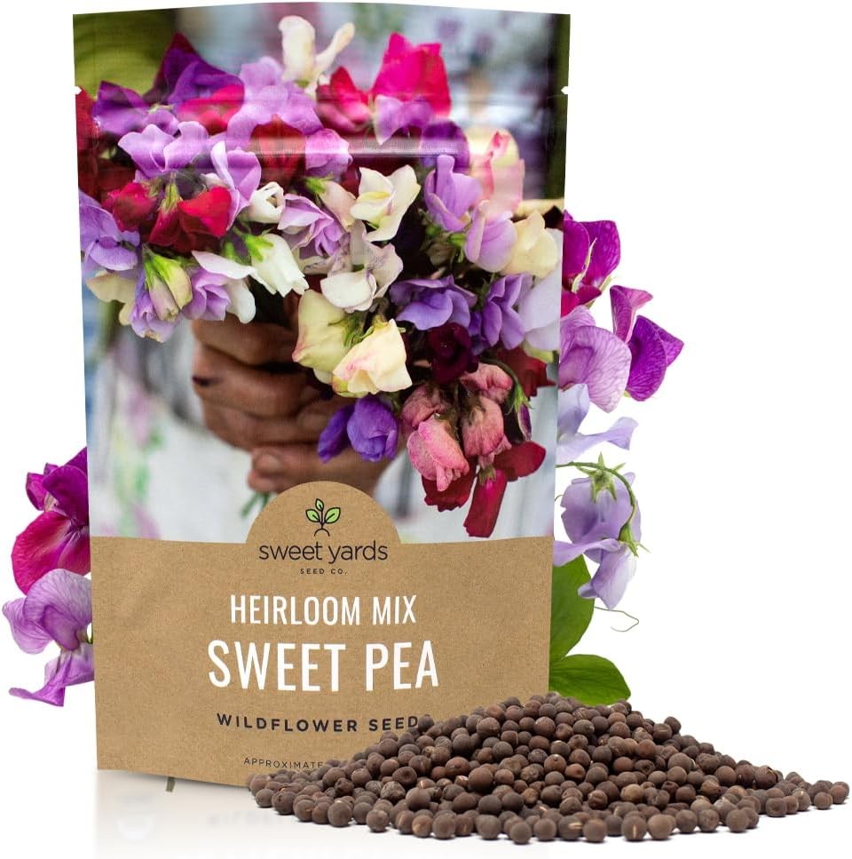 Sweet Pea Seeds Heirloom Mix – Bulk 1/4 Pound Bag – Over 1400 – Large Fragrant