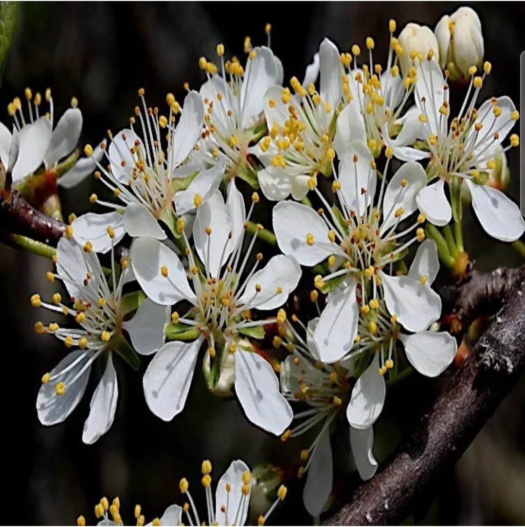 5 AMERICAN PLUM TREE SEEDS (Prunus americana) Fast Flower Plant Hardy-Zone 3