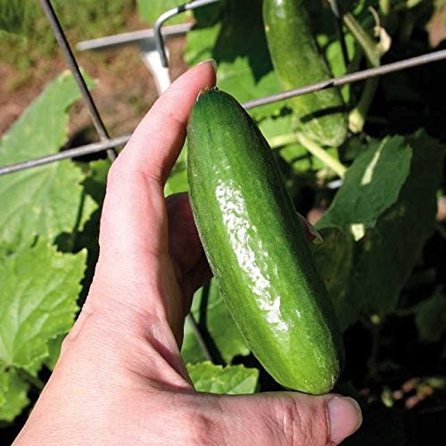 Cucumber Seeds NonGMO, Easy to Grow, Baby Hybrid, 10 Pack for Planting