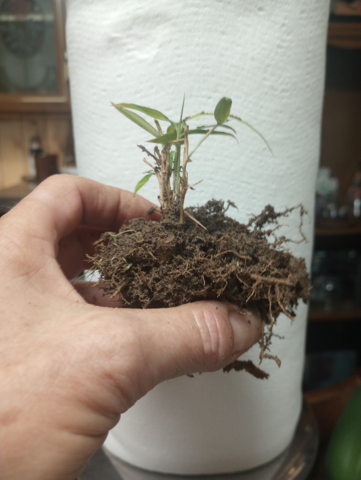 4 Bamboo Plants 4″ Live Starter Plant It Now Organic All Season Fast Grow Tiki