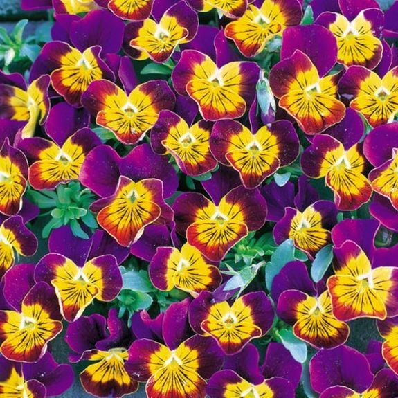 50 Seeds, MINIOLA PURPLE HEART VIOLA SEEDS G34, Bi-Color Flower Perennial