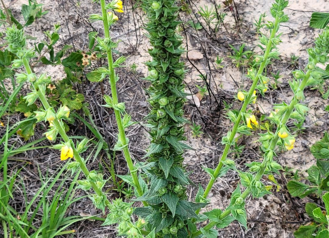 Wand Mullein | 25 Seeds | Verbascum virgatum | Florida Grown | Wild Harvested