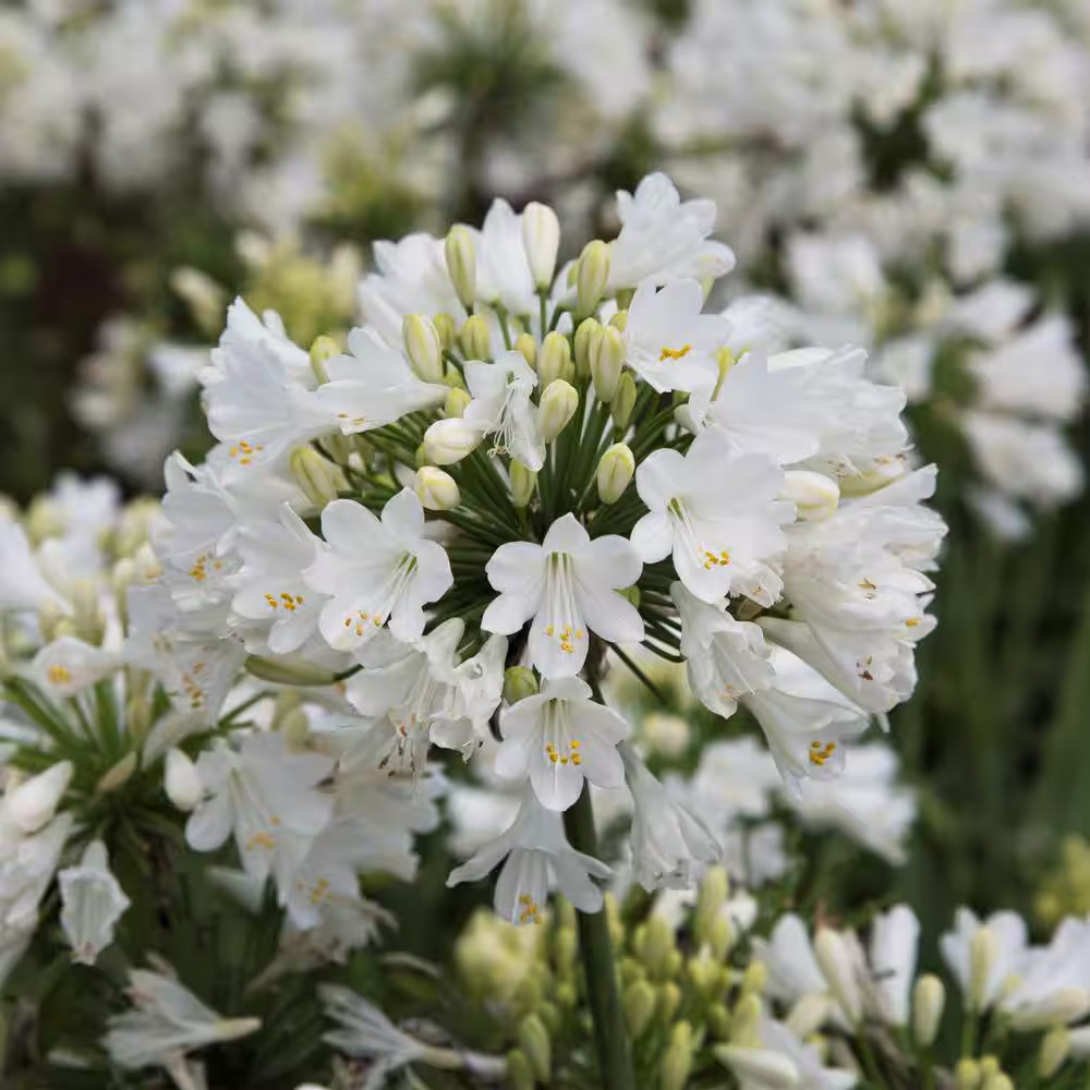 2.5 Qt. Ever White Agapanthus (Lily of the Nile) with Reblooming Brilliant White
