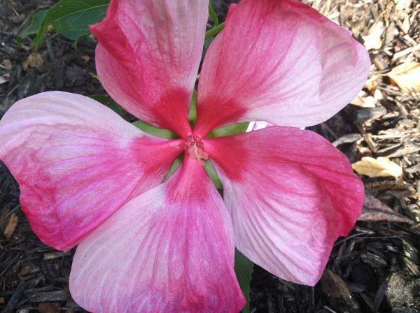 Hibiscus moscheutos | Turn of the Century | Hardy Hibiscus | 10 Seeds