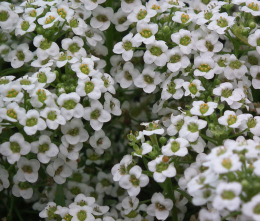 ALYSSUM CARPET OF SNOW Lobularia Maritima – 10,000 Bulk Seeds