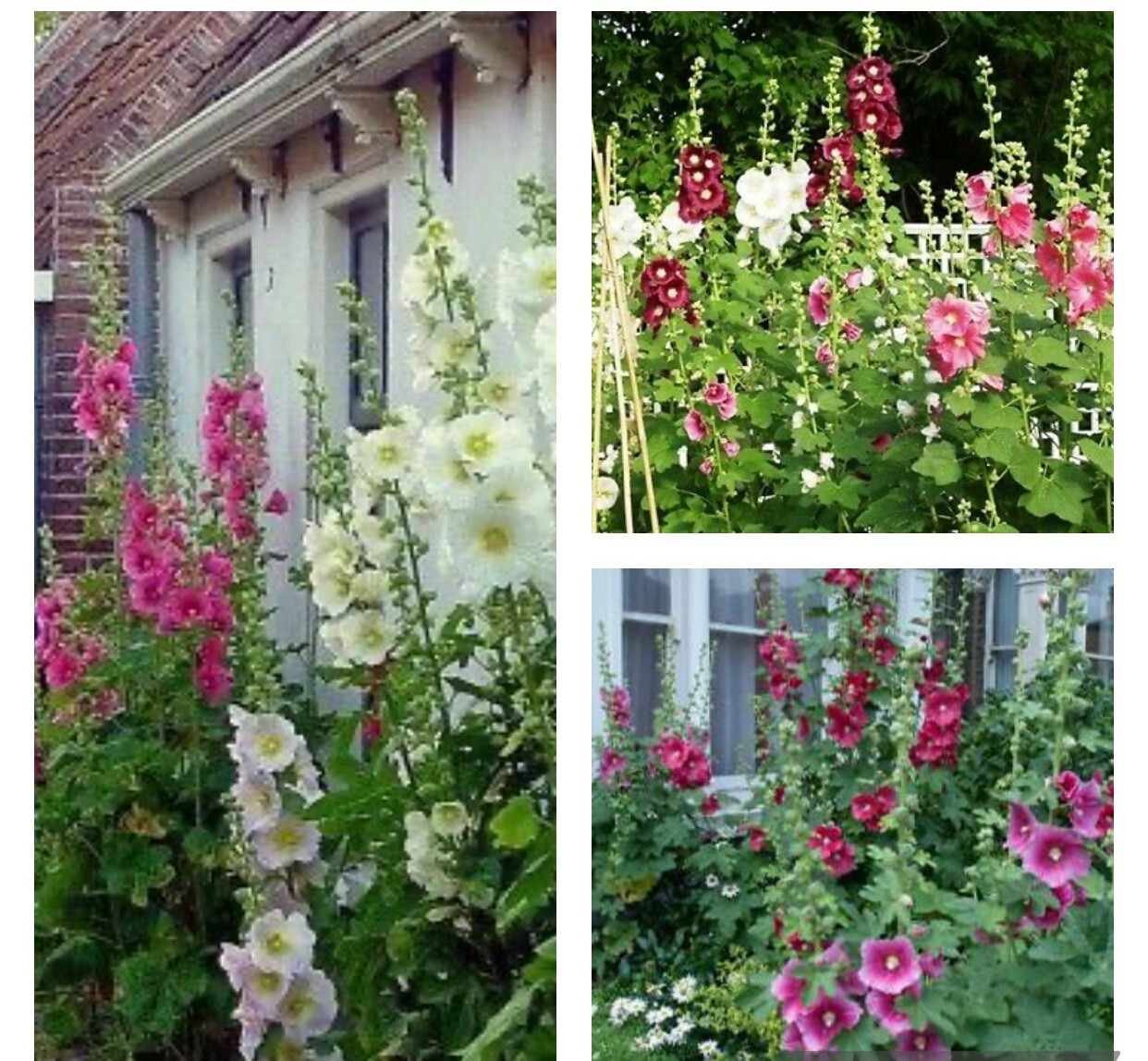 30+ SEEDS Indian Springs Hollyhock. Mix Color. Free black Eyed Susan Seeds
