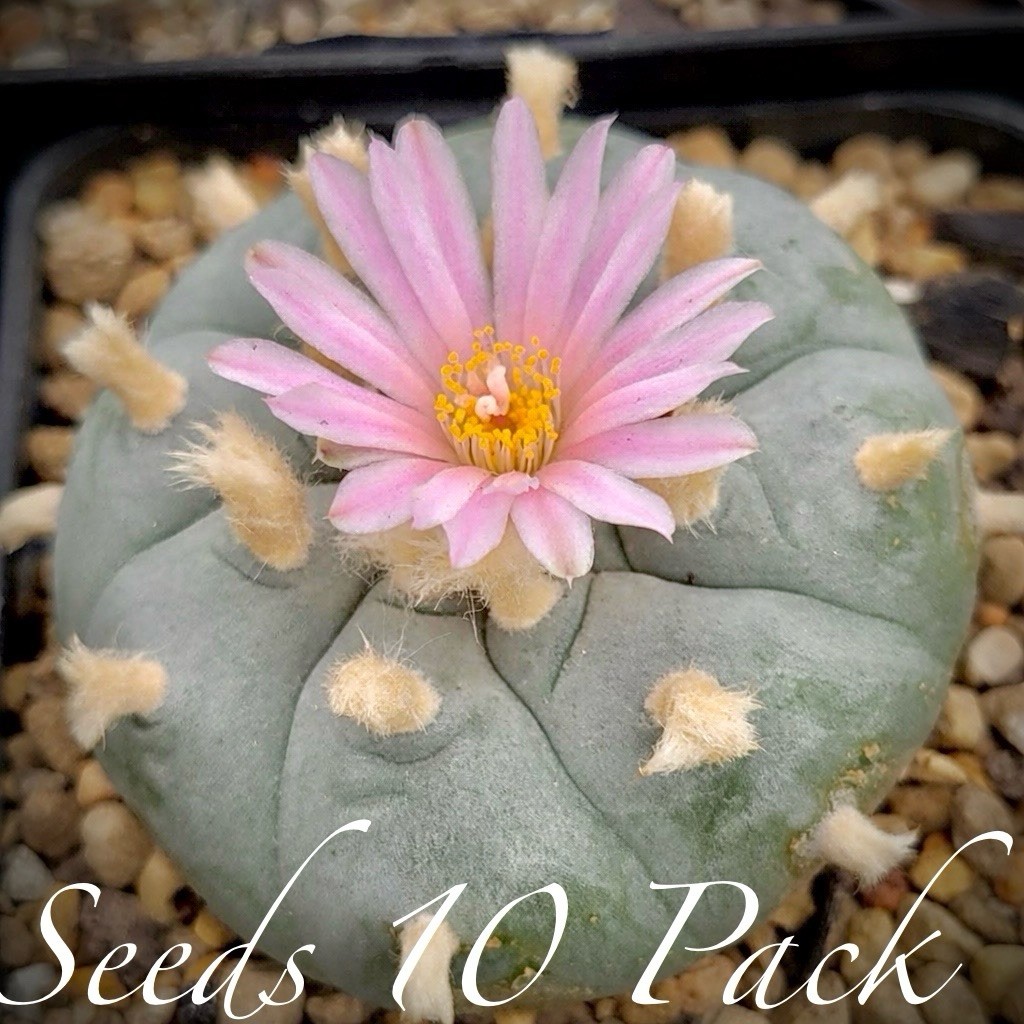 RARE SEEDS (10pk) w…v. Loma Verde x10 (Ten) Cactus US SELLER